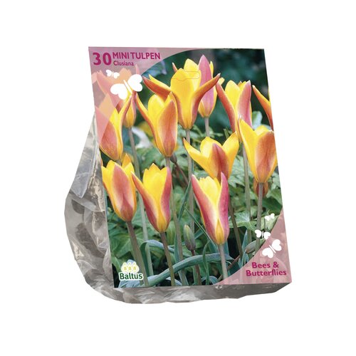 Bees & Butterflies - Tulipa Clusiana var. Chrysantha per 30