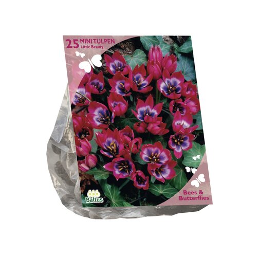 Bees & Butterflies - Tulipa Little Beauty per 25