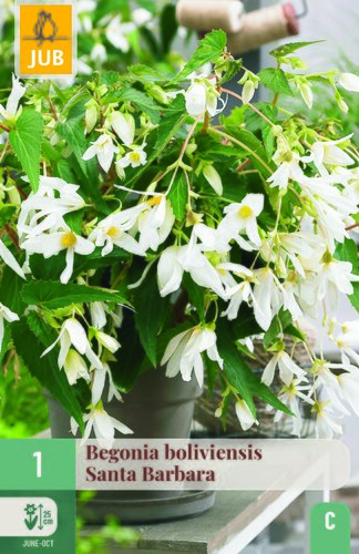 Begonia boliviensis santa barbara 1st