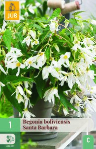 Begonia boliviensis santa barbara 1st