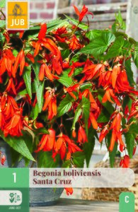 Begonia boliviensis santa cruz 1st