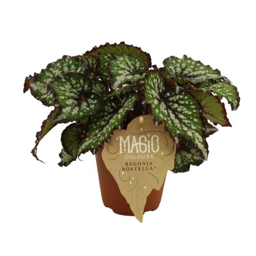 Begonia Bostella, in 12cm-pot