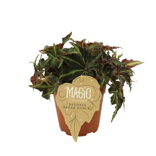 Begonia Breakdance, in 12cm-pot