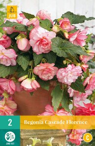 Begonia cascade florence 2st