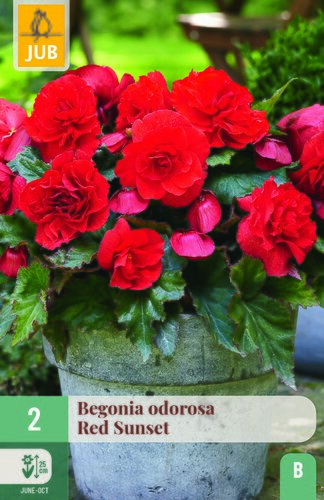 Begonia cascade odorosa red sunset 2st