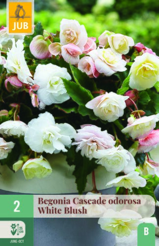 Begonia cascade odorosa white blush 2st