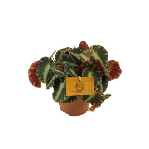 Begonia Cleopatrae, in 5.5cm-pot