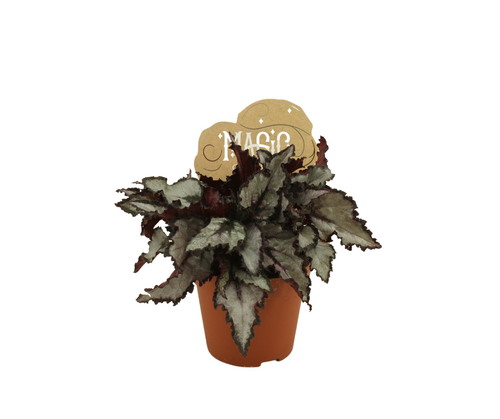Begonia Coco, in 8.5cm-pot