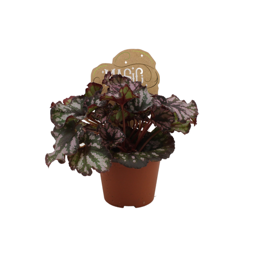 Begonia Cumbia, in 12cm-pot