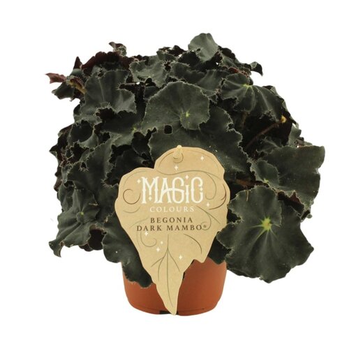 Begonia Dark Mambo, in 12cm-pot