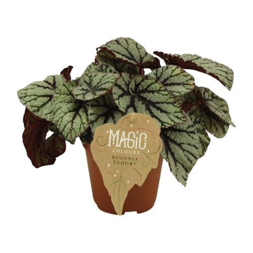 Begonia Fedor, in 12cm-pot