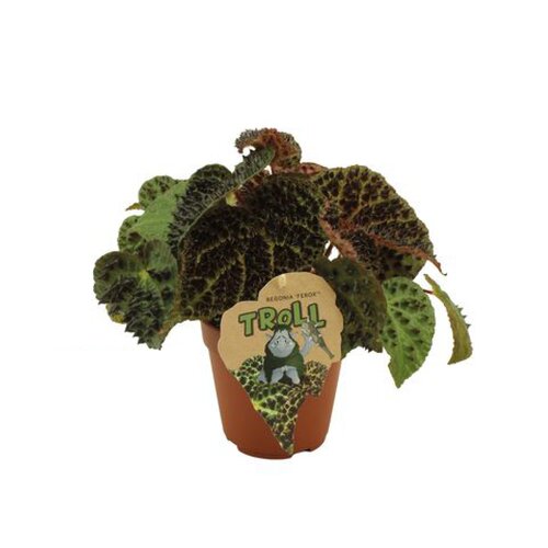 Begonia Ferox, in 12cm-pot