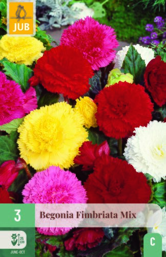 Begonia fimbriata mix 3st