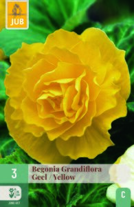 Begonia grandiflora geel 3st