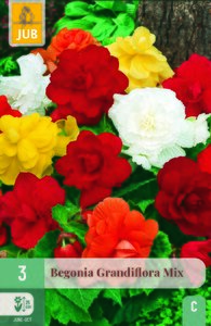 Begonia grandiflora mix 3st