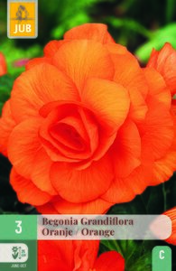 Begonia grandiflora oranje 3st