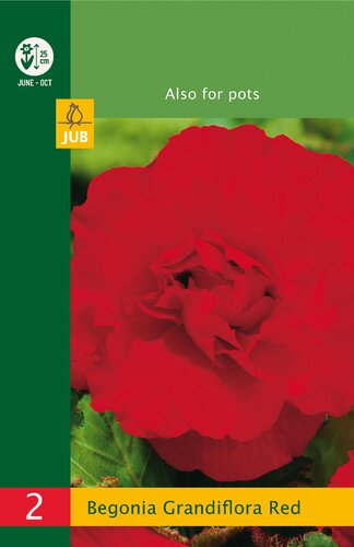Begonia grandiflora red 2st