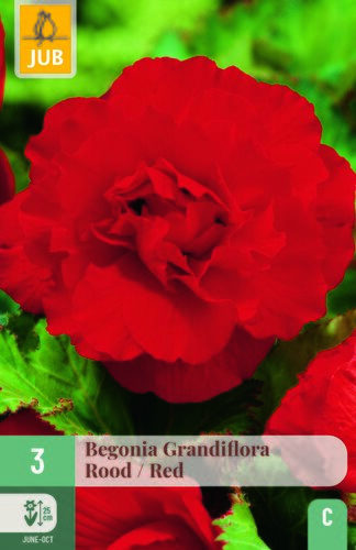 Begonia grandiflora rood 3st