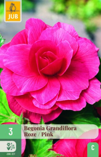 Begonia grandiflora roze 3st