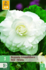 Begonia grandiflora wit 3st