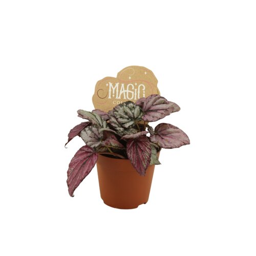 Begonia Hugh Mclauglan, in 8.5cm-pot