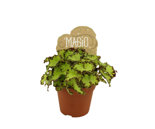 Begonia Jive, in 8.5cm-pot