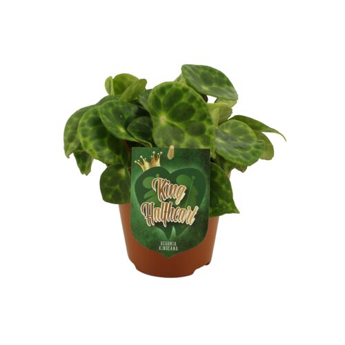 Begonia Kingiana, in 12cm-pot