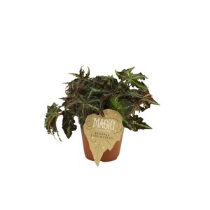 Begonia Lion-Dance, in 12cm-pot - afbeelding 1