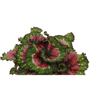 Begonia Lion-Dance, in 12cm-pot - afbeelding 2