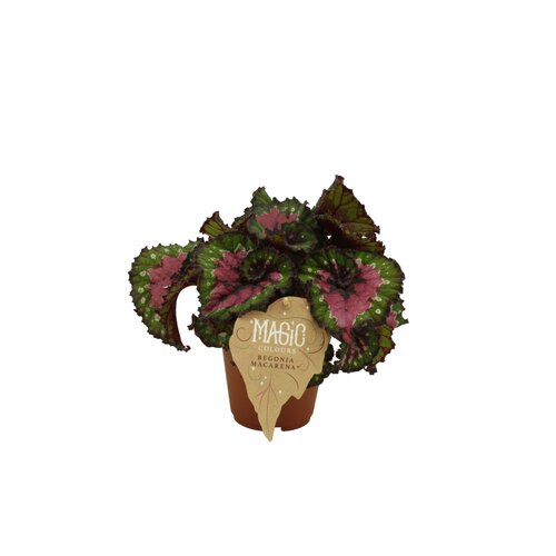 Begonia Macarena, in 12cm-pot - afbeelding 1