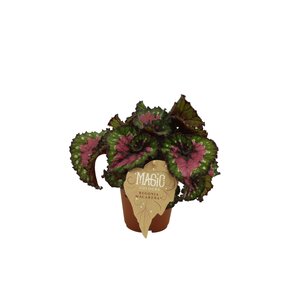 Begonia Macarena, in 12cm-pot - afbeelding 1
