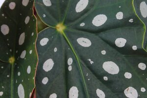 Begonia Maculata, in 12cm-pot - afbeelding 2