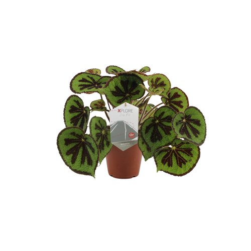 Begonia Masoniana Rock, in 12cm-pot