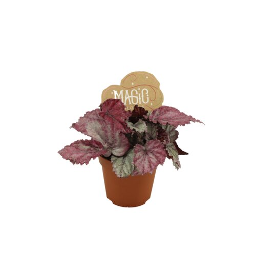 Begonia Merengue, in 8.5cm-pot