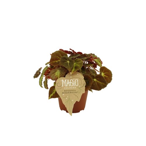 Begonia Moonwalk, in 12cm-pot