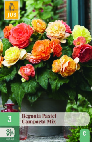 Begonia pastel compacta mix 3st