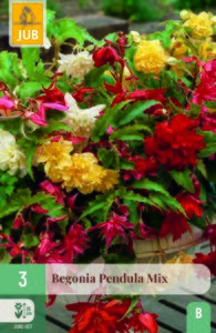 Begonia pendula mix 3st