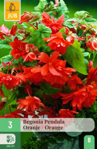 Begonia pendula oranje 3st