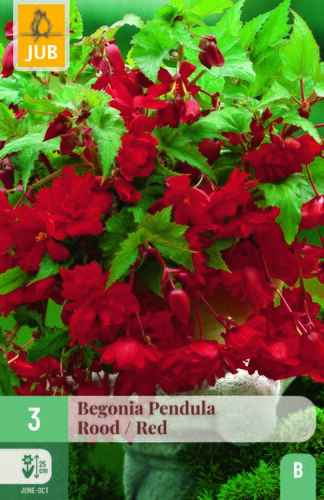 Begonia pendula rood 3st