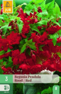 Begonia pendula rood 3st