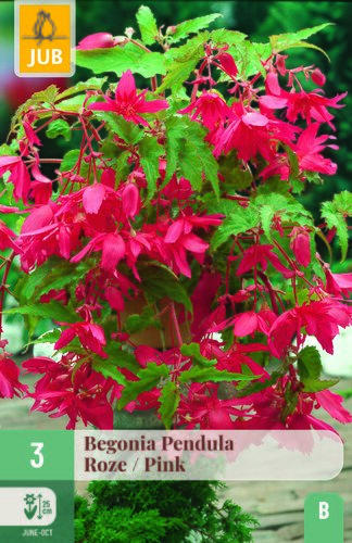 Begonia pendula roze 3st