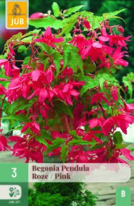Begonia pendula roze 3st