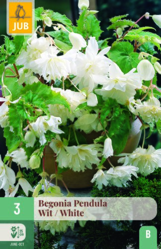 Begonia pendula wit 3st