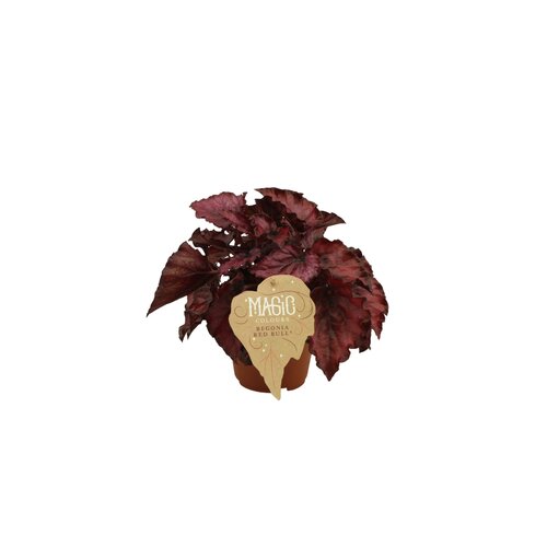Begonia Red Bull, in 12cm-pot