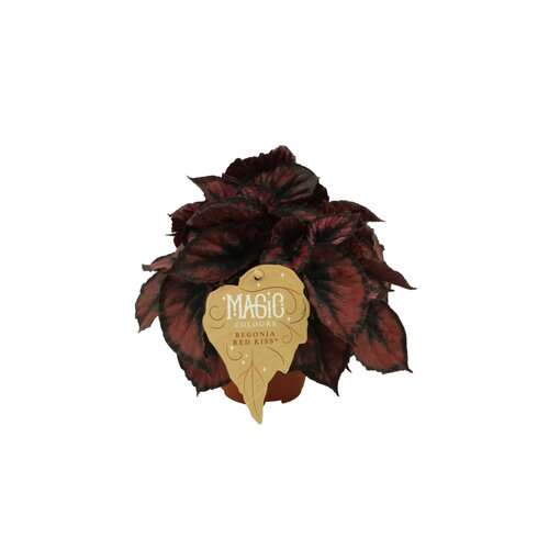 Begonia Red Kiss, in 12cm-pot