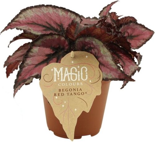 Begonia Red Tango, in 12cm-pot