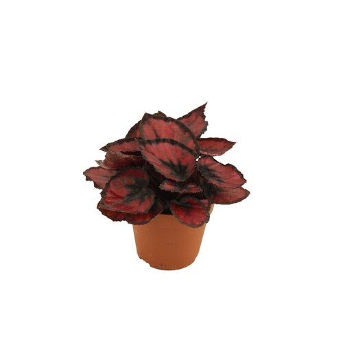 Begonia Redkiss, in 8.5cm-pot - afbeelding 2