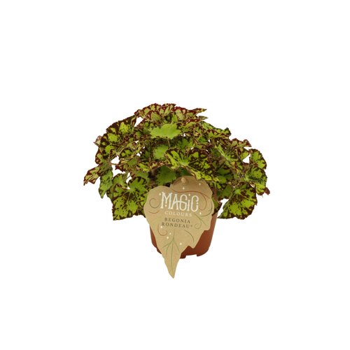 Begonia Rondeau, in 12cm-pot