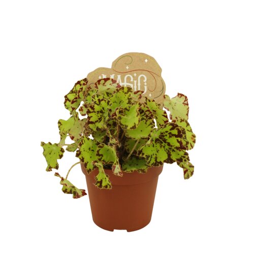 Begonia Rondeau, in 8.5cm-pot