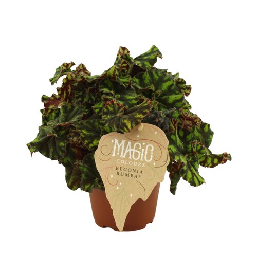 Begonia Rumba, in 12cm-pot